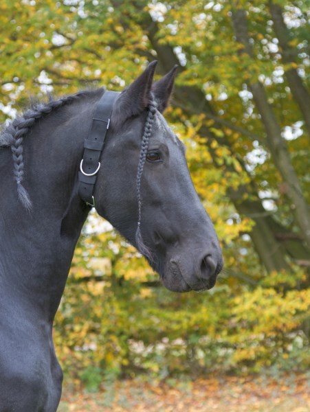 Halsriemen für Pferde, 5cm breit